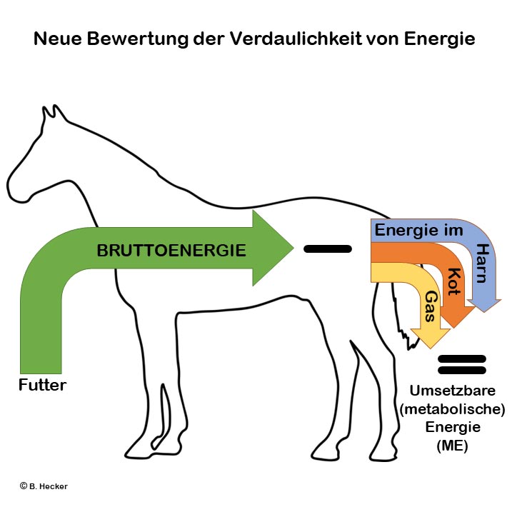 Neue Bewertung der Verdaulichkeit von Energie beim Pferd