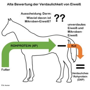 Alte Bewertung der Verdaulichkeit von Eiweiß beim Pferd bei Opti-Ration