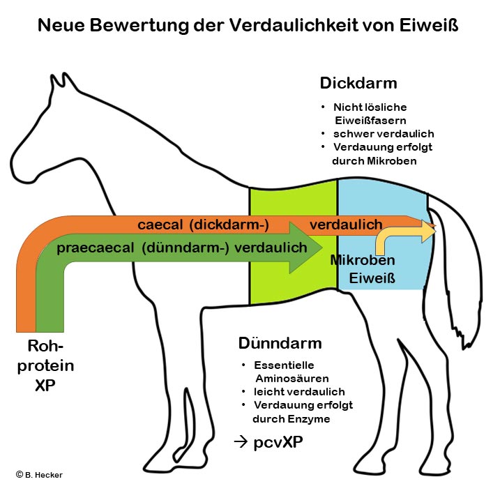 Neue Bewertung der Verdaulichkeit von Eiweiß beim Pferd bei Opti-Ration