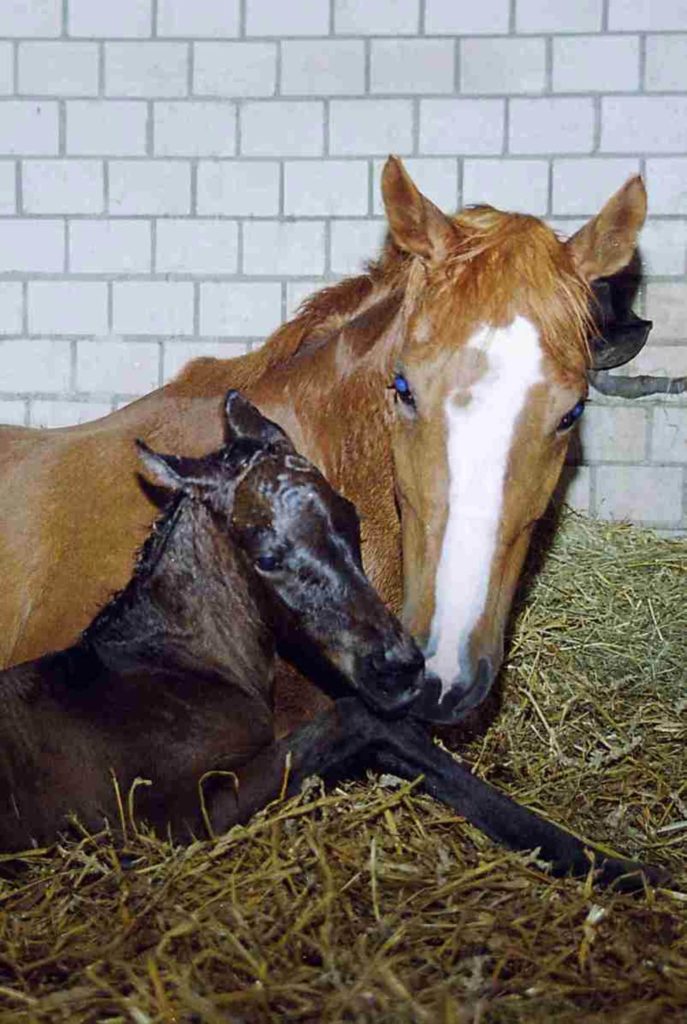 Mutterstute und Fohlen, Foto von Beate Hecker