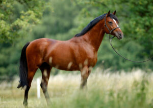 Hengst