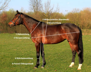 Hinweise zum Vermessen eines Pferdes, um das Gewicht zu bestimmen von Opti-Ration