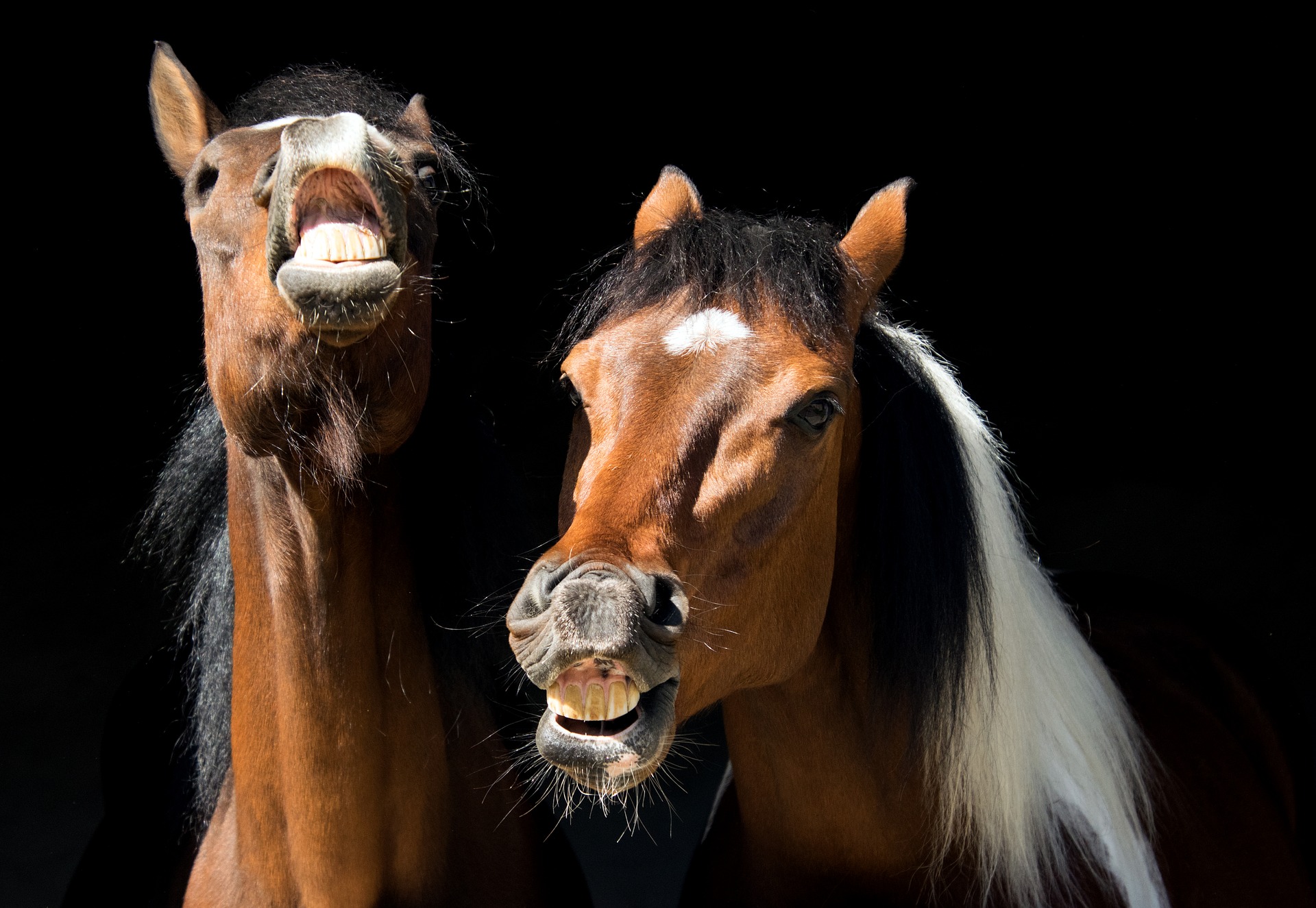 Pferd Medikamente Schmackhaft Machen