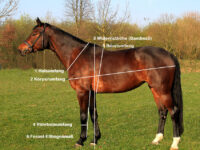 Hinweise zum Vermessen eines Pferdes, um das Gewicht zu bestimmen von Opti-Ration